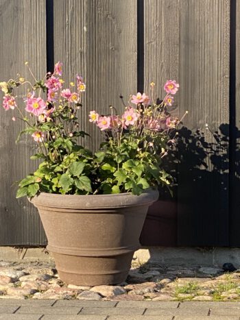 Klassiske store terracottakrukker i lavagrå.