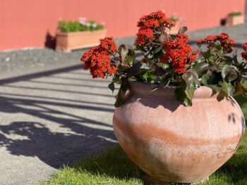 Veronica terracottakrukke frostsikre